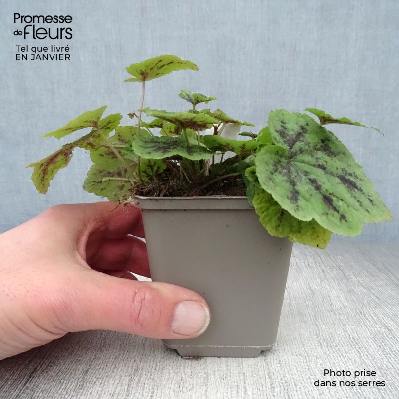 Tiarella cordifolia Appalachian Trail Maceta de 8/9 cm Ejemplar entregado en invierno