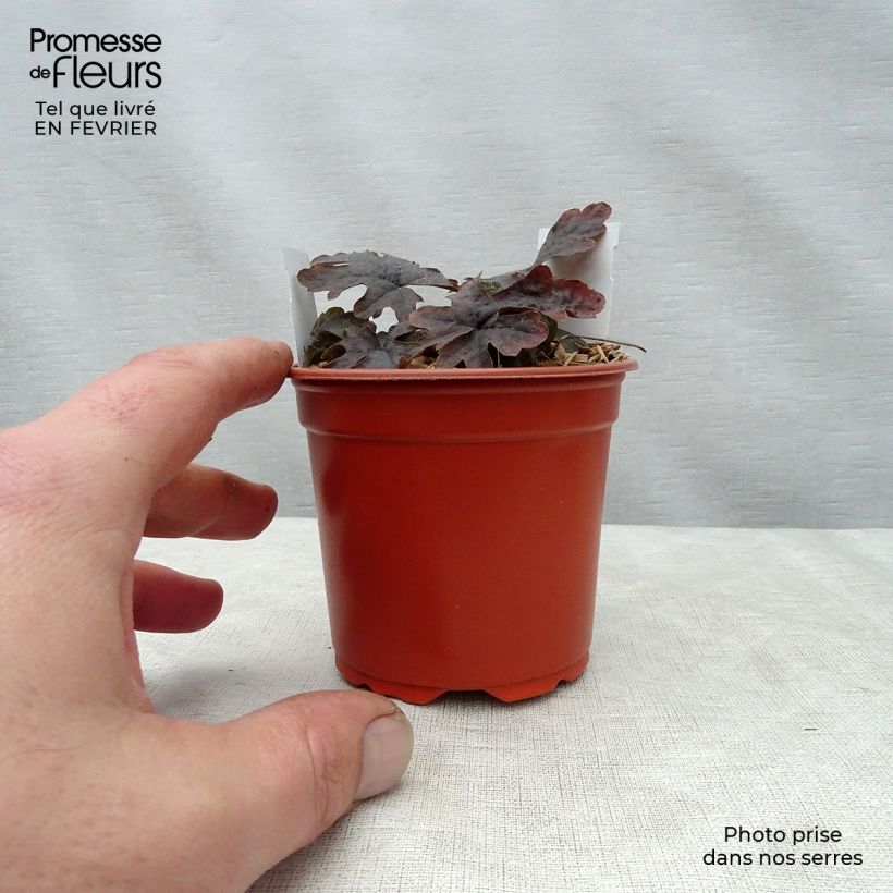 Tiarella Pink Skyrocket Maceta de 8/9 cm Ejemplar entregado en invierno