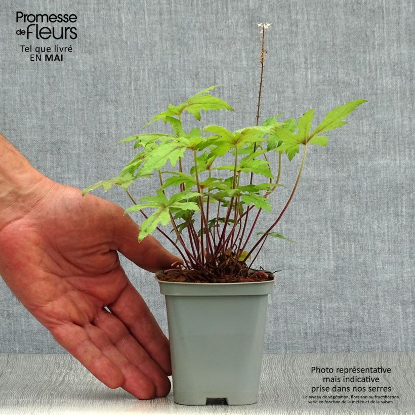 Tiarella Pink Skyrocket Maceta de 8/9 cm Ejemplar entregado en la primavera