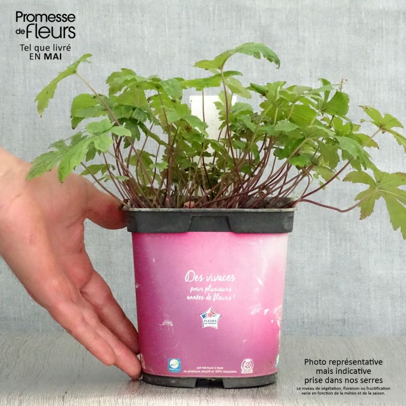 Tiarella Pink Skyrocket Maceta 2L/3L Ejemplar entregado en la primavera