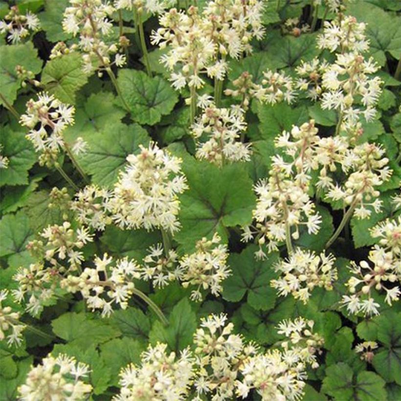Tiarella cordifolia Brandywine (Floración)