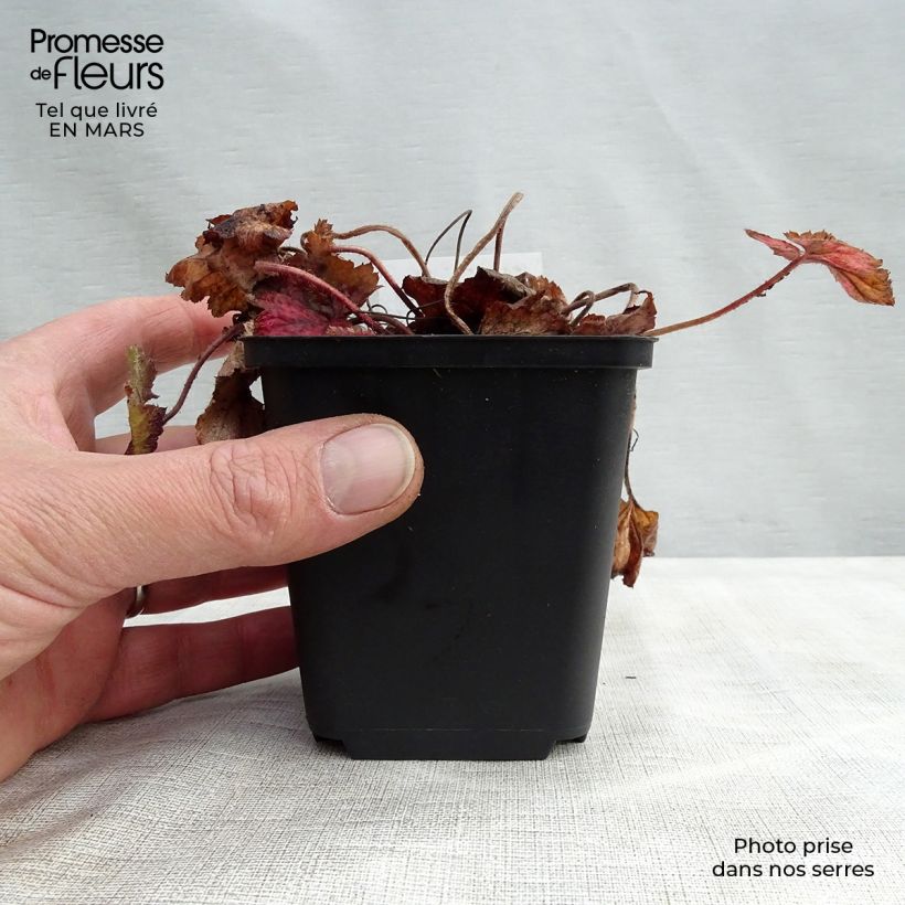 Tiarella cordifolia Brandywine Maceta de 8/9 cm Ejemplar entregado en la primavera