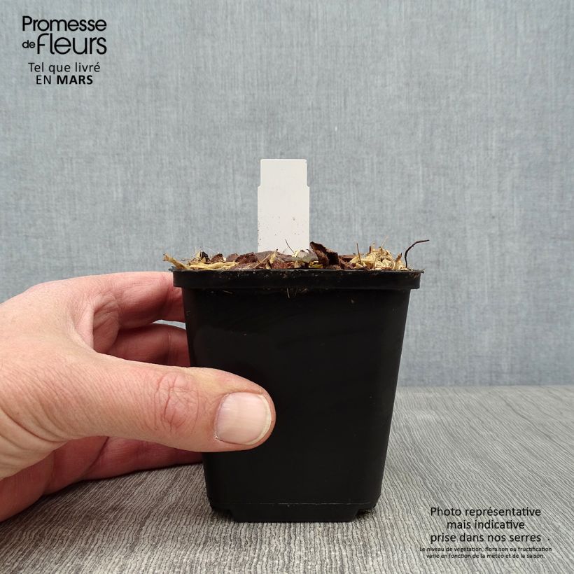 Tiarella cordifolia Brandywine Maceta de 8/9 cm Ejemplar entregado en invierno