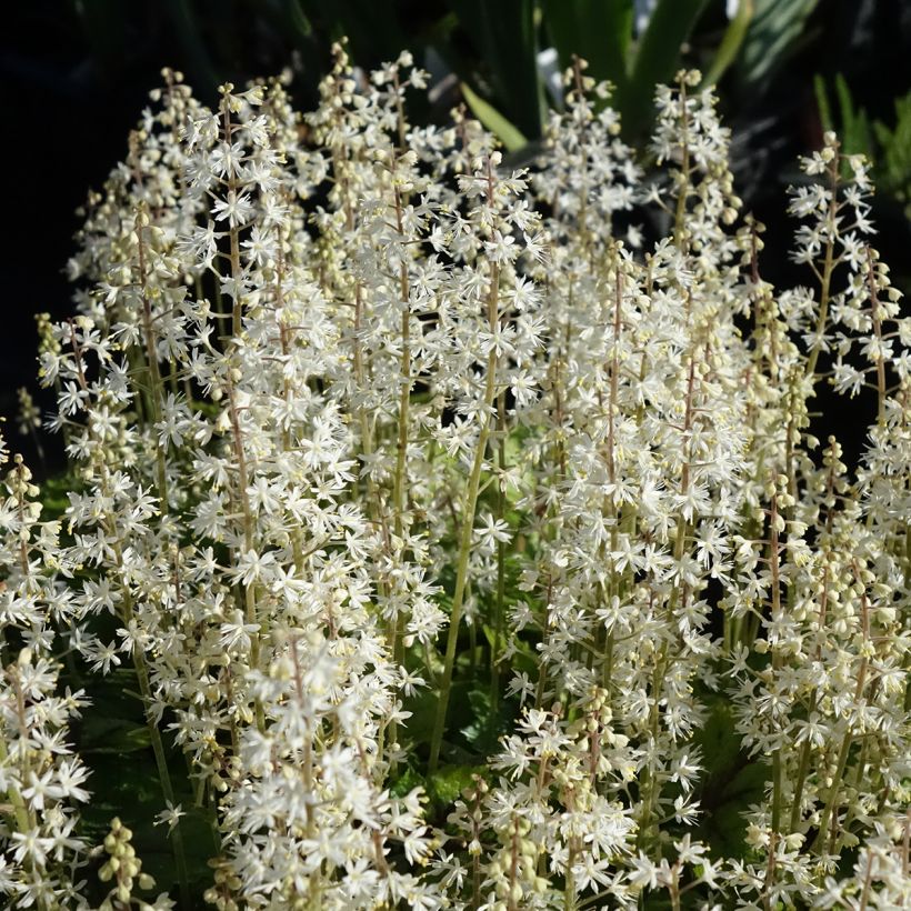 Tiarella cordifolia Brandywine (Floración)