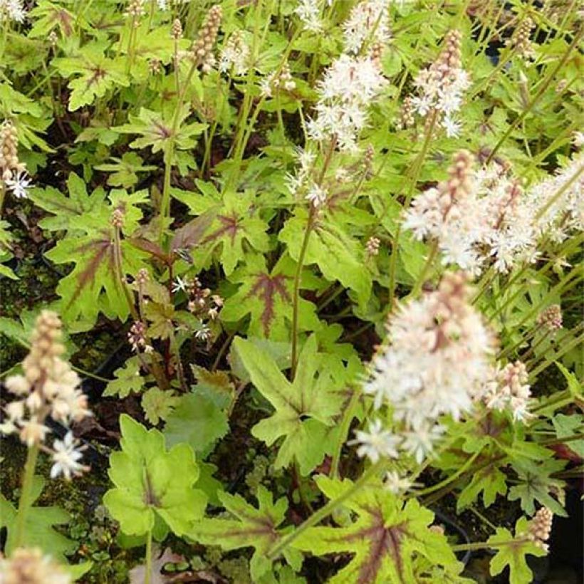 Tiarella cordifolia Mint Chocolate (Follaje)