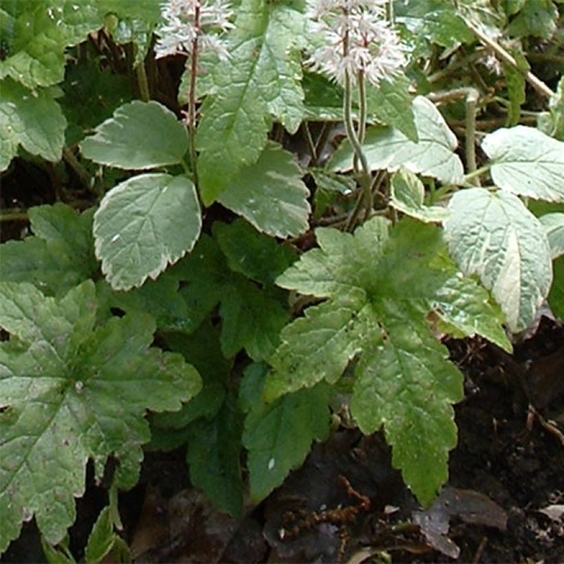Tiarella cordifolia Pink Brushes (Follaje)