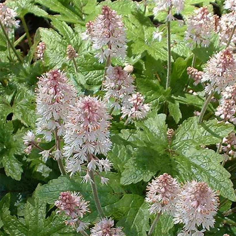 Tiarella cordifolia Pink Brushes (Floración)
