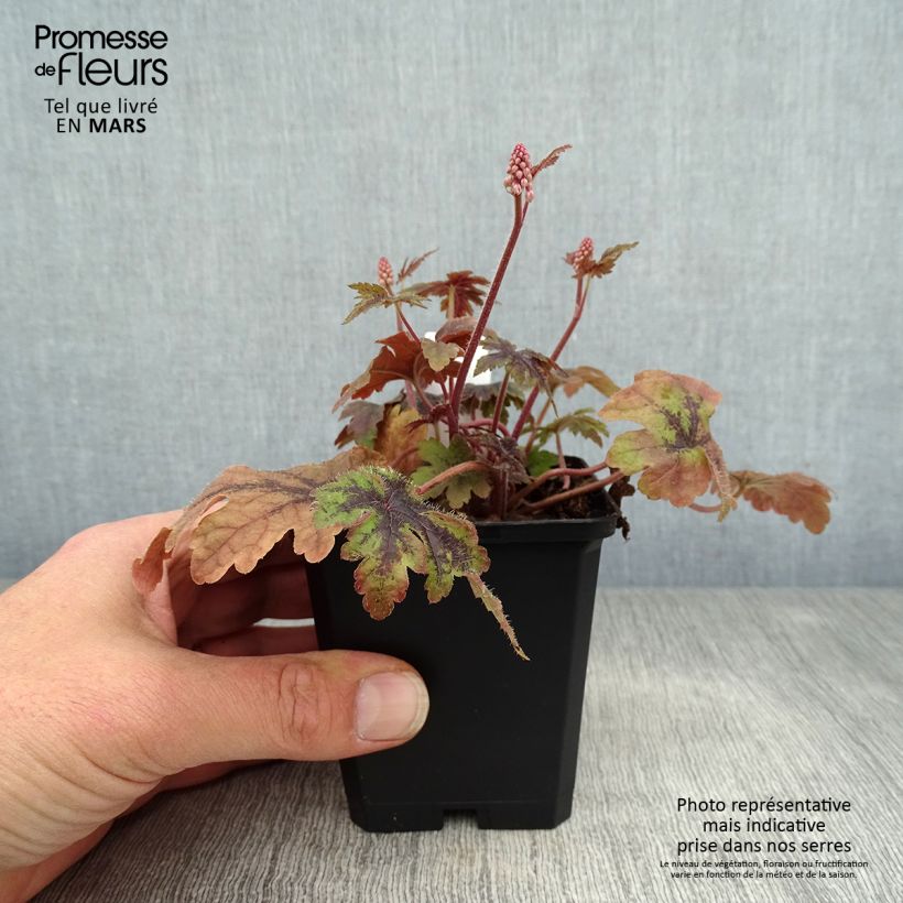 Tiarella Sugar and Spice Maceta de 8/9 cm Ejemplar entregado en la primavera