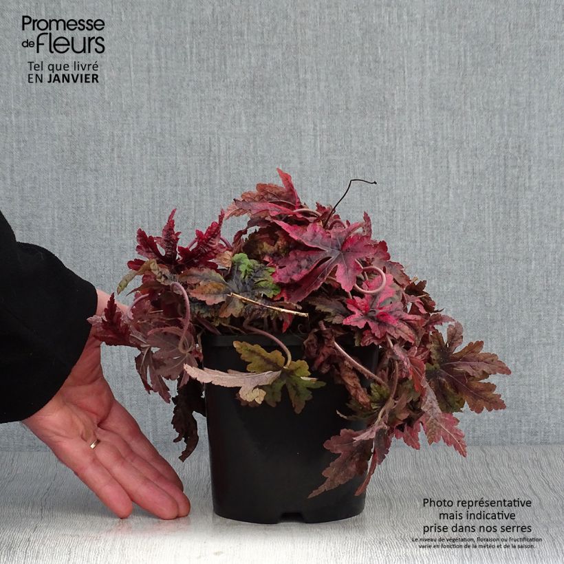 Tiarella Sugar and Spice Maceta 2L/3L Ejemplar entregado en invierno