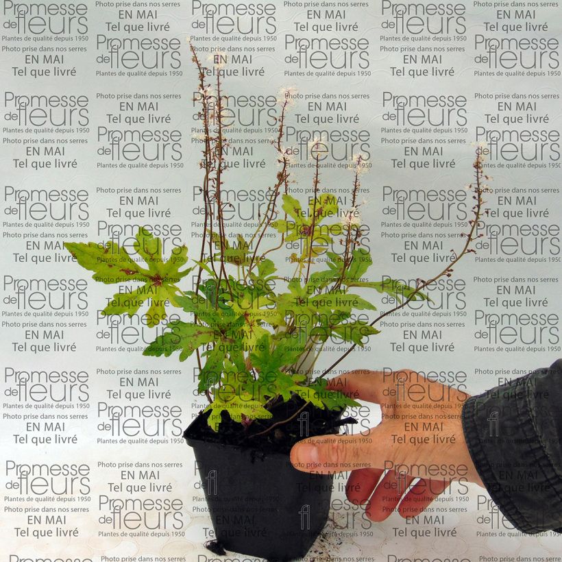 Ejemplo de ejemplar de Tiarella Arpeggio Maceta de 8/9 cm tal y como se entrega