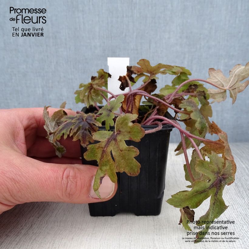 Tiarella Morning Star Maceta de 8/9 cm Ejemplar entregado en invierno