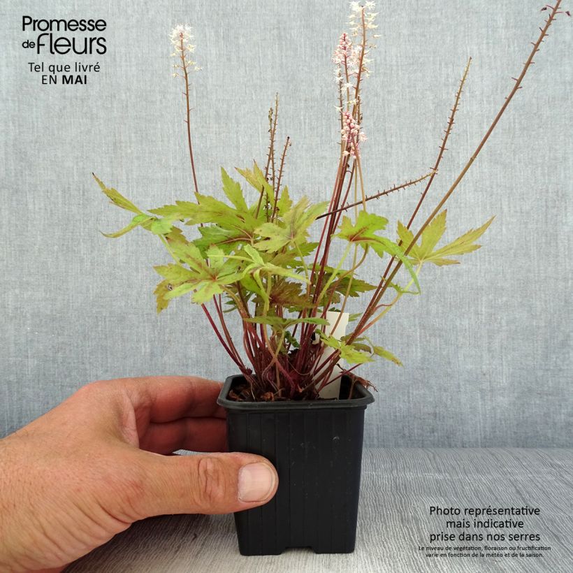 Tiarella Morning Star Maceta de 8/9 cm Ejemplar entregado en la primavera