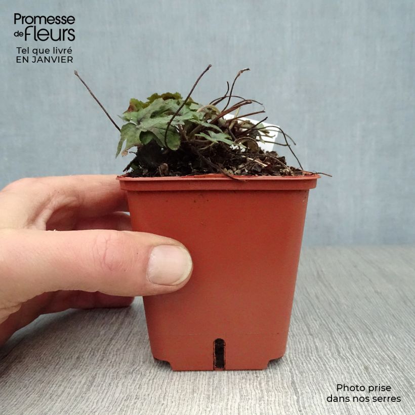 Tiarella Spring Symphony Maceta de 8/9 cm Ejemplar entregado en invierno