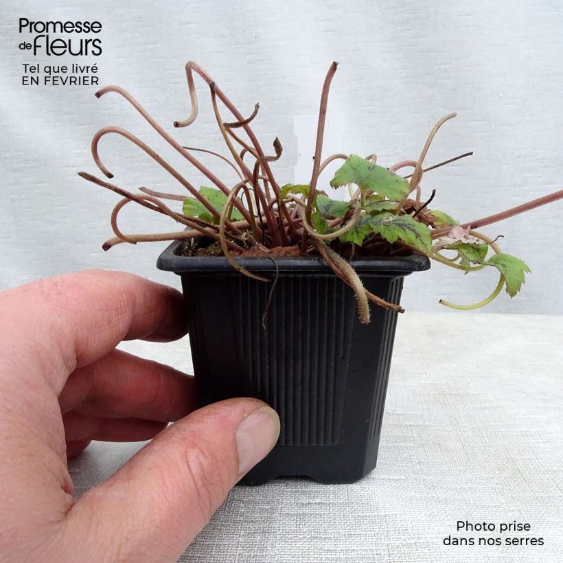 Tiarella Tiger Stripe Maceta de 8/9 cm Ejemplar entregado en invierno