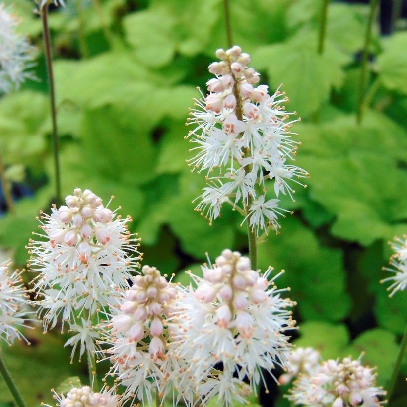 Tiarella cordifolia Moorgrun (Floración)