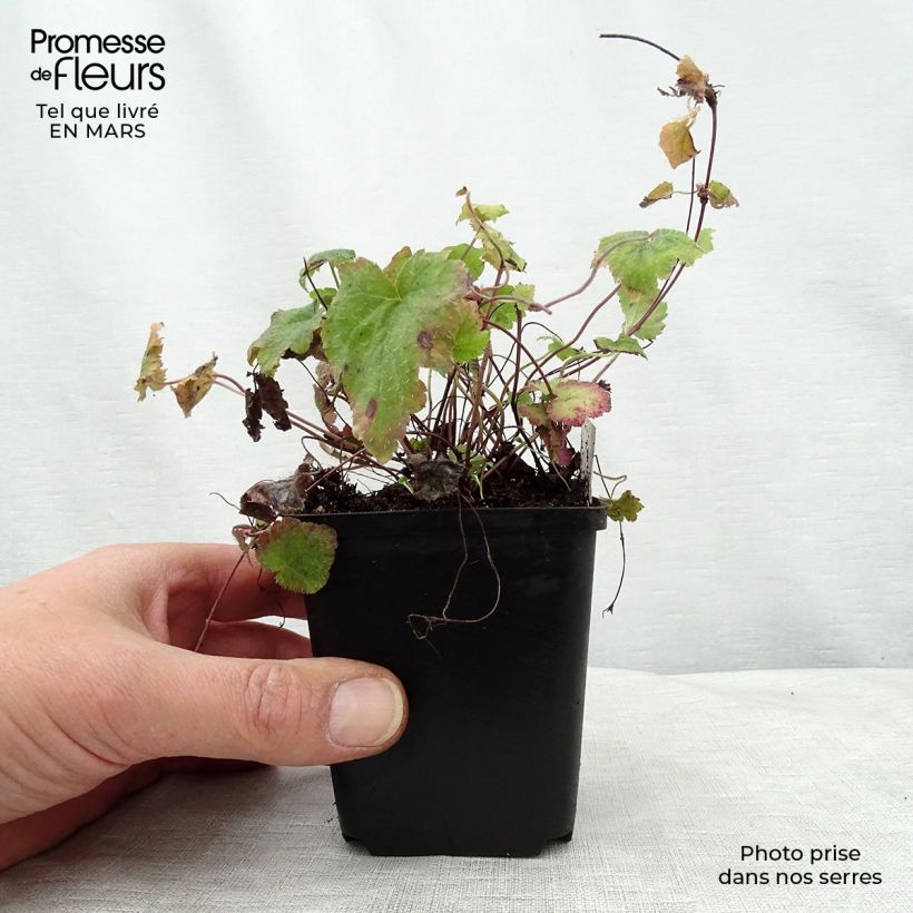 Tiarella cordifolia Moorgrun Maceta de 8/9 cm Ejemplar entregado en la primavera