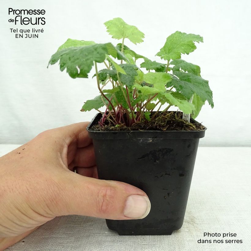 Ejemplar de Tiarella cordifolia Moorgrun Maceta de 8/9 cm entregado en verano