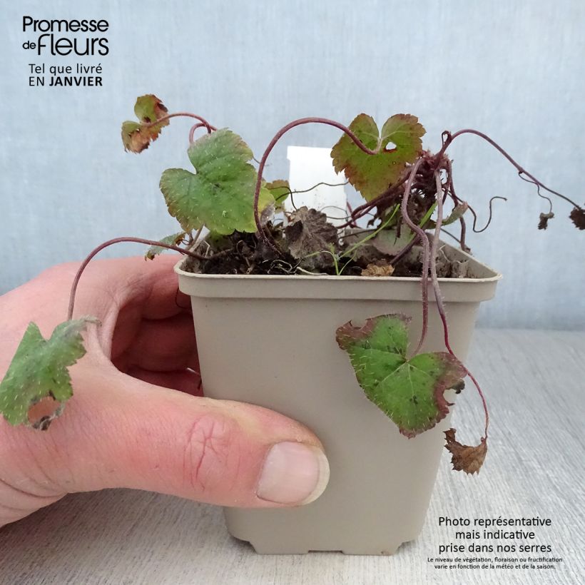 Tiarella cordifolia Moorgrun Maceta de 8/9 cm Ejemplar entregado en invierno