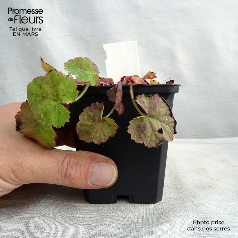 Tiarella cordifolia Maceta de 8/9 cm Ejemplar entregado en la primavera