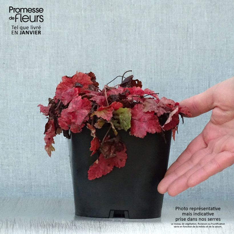 Tiarella cordifolia Maceta 2L/3L Ejemplar entregado en invierno