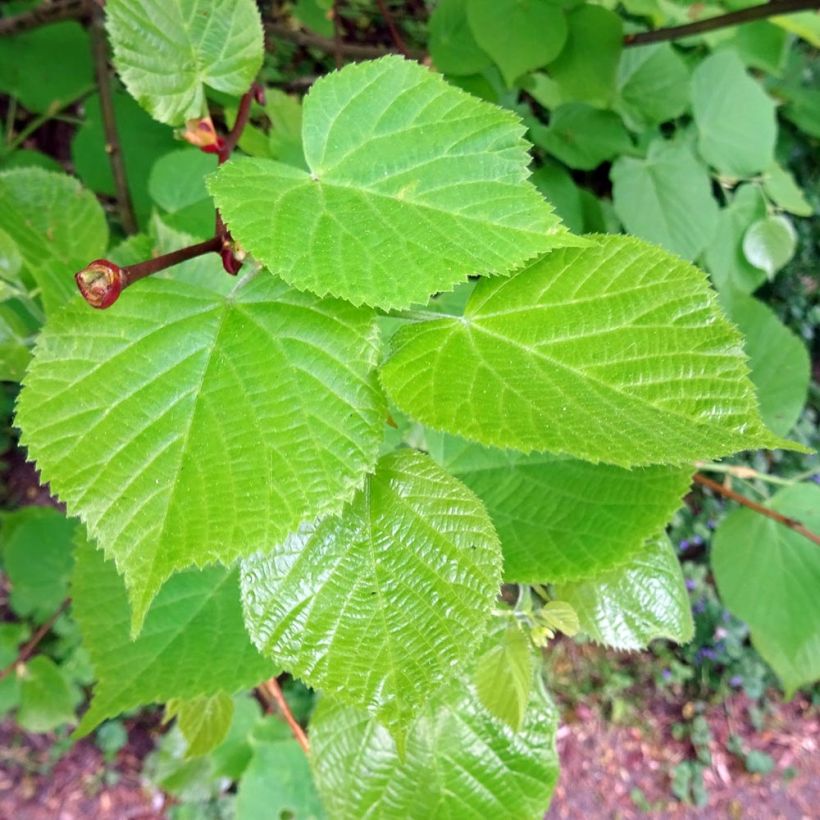Tilia cordata - Tilo silvestre (Follaje)