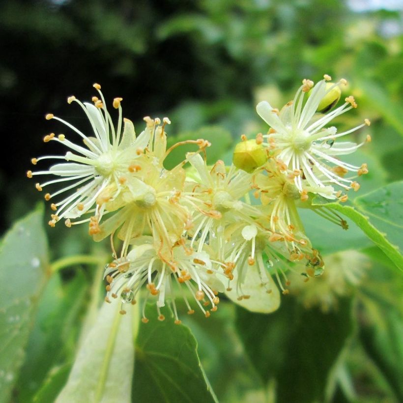 Tilia cordata - Tilo silvestre (Floración)