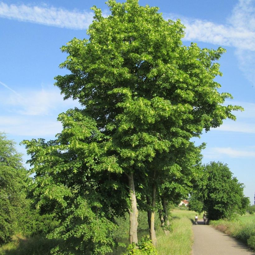 Tilia cordata - Tilo silvestre (Porte)