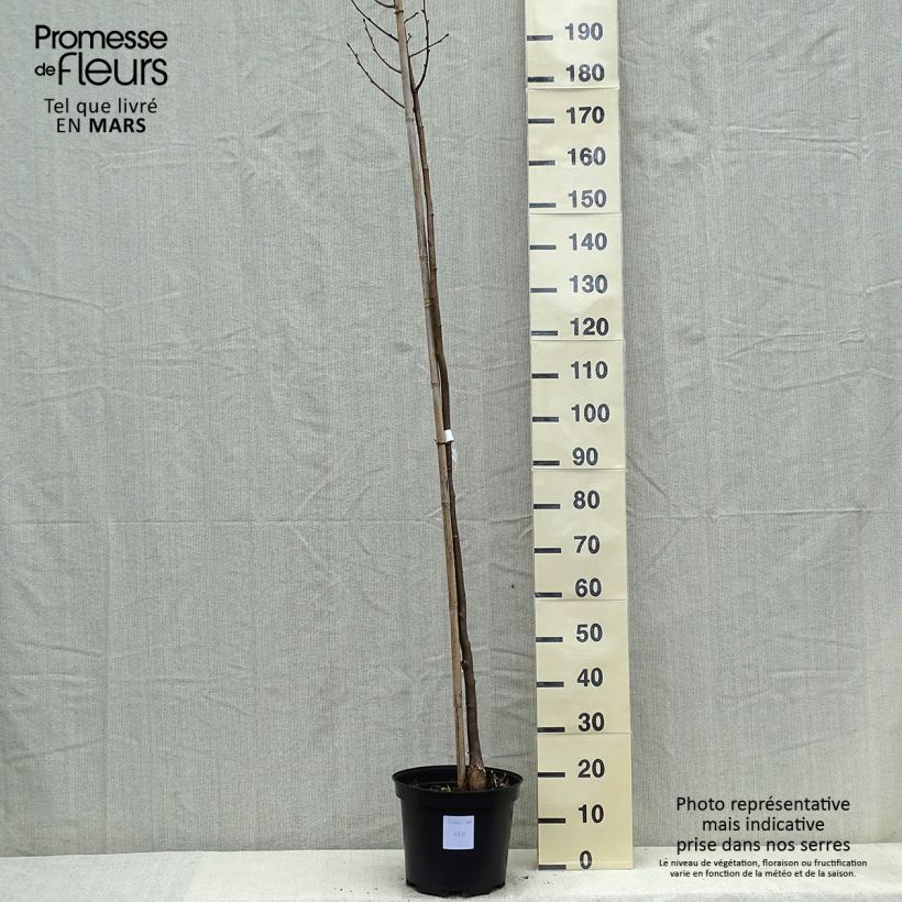 Tilia cordata Greenspire - Tilo silvestre Maceta 7,5L/10L Ejemplar entregado en la primavera