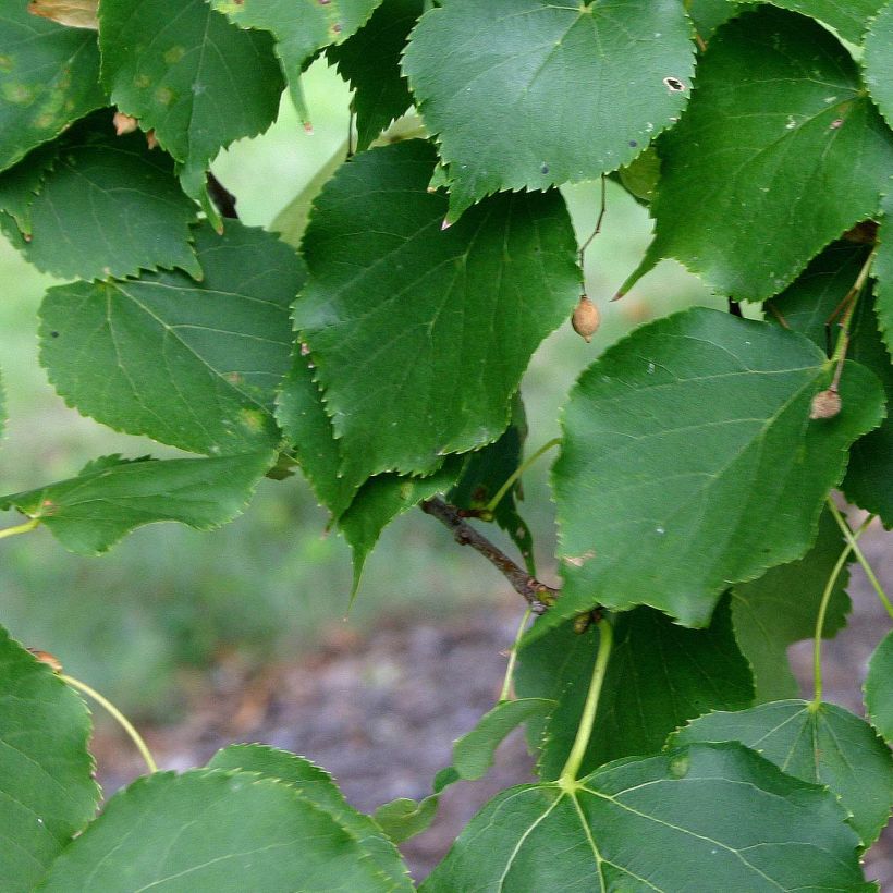 Tilia cordata Greenspire - Tilo silvestre (Follaje)