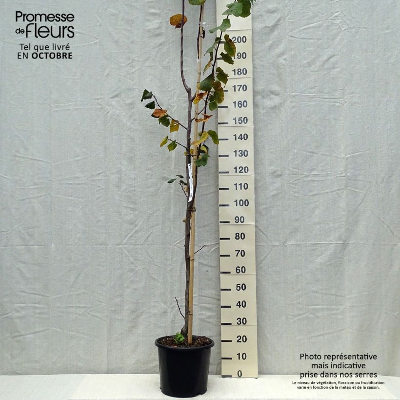 Ejemplar de Tilia platyphyllos Rubra Maceta 12L/15L entregado en otoño