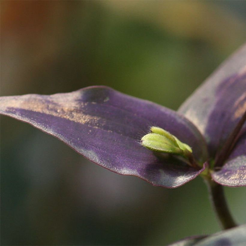 Tinantia pringlei (Follaje)