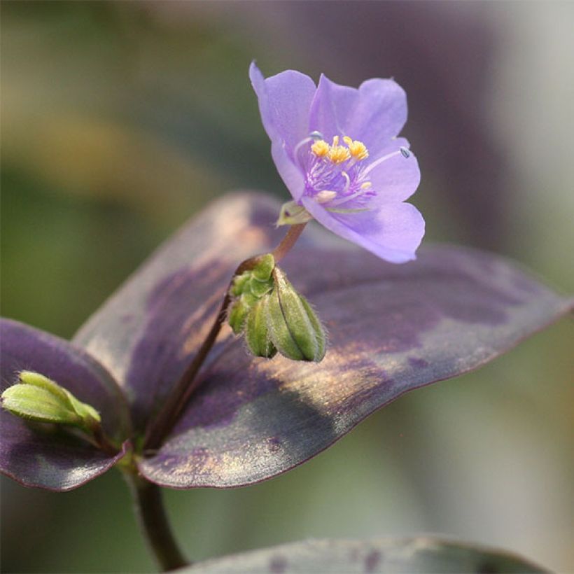 Tinantia pringlei (Floración)