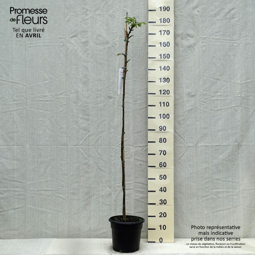 Tipuana tipu - Tipuana Maceta 7,5L/10L Ejemplar entregado en la primavera