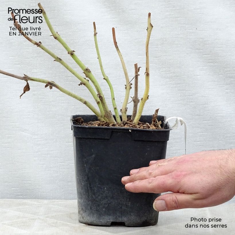 Titanotrichum oldhamii Maceta 2L/3L Ejemplar entregado en invierno