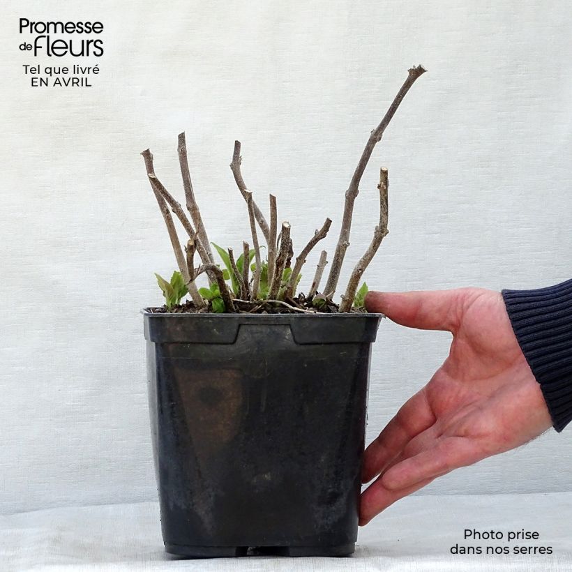 Titanotrichum oldhamii Maceta 2L/3L Ejemplar entregado en la primavera