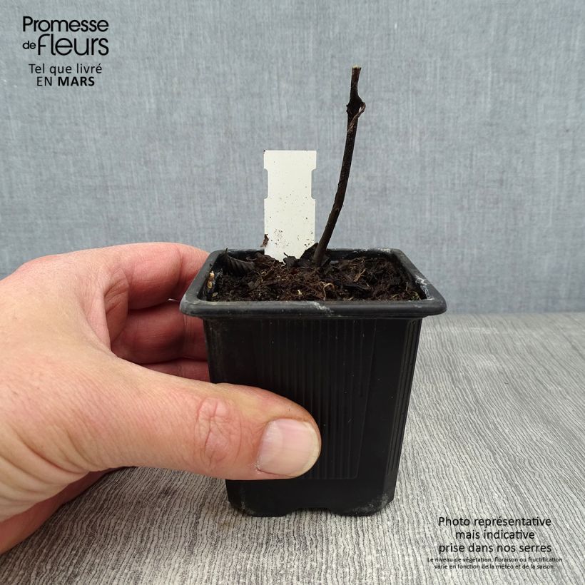 Titanotrichum oldhamii Maceta de 8/9 cm Ejemplar entregado en invierno