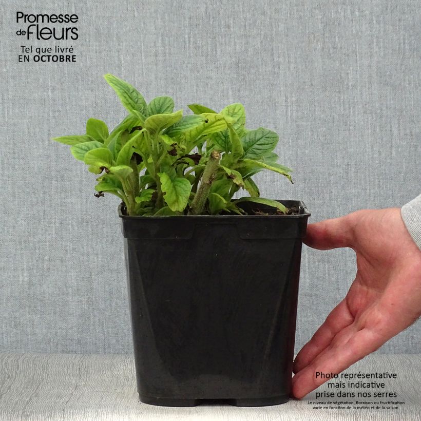Ejemplar de Titanotrichum oldhamii Maceta 2L/3L entregado en otoño