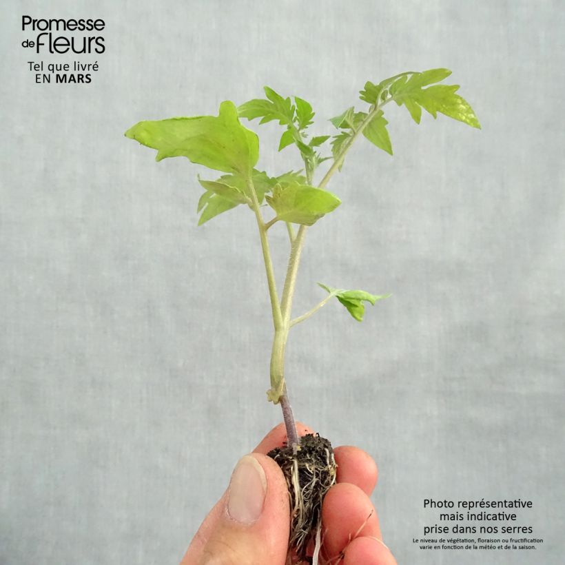 Tomate piña Ananas (planta interjada) minicepellón: Ø 1,5/2,5 cm Ejemplar entregado en la primavera