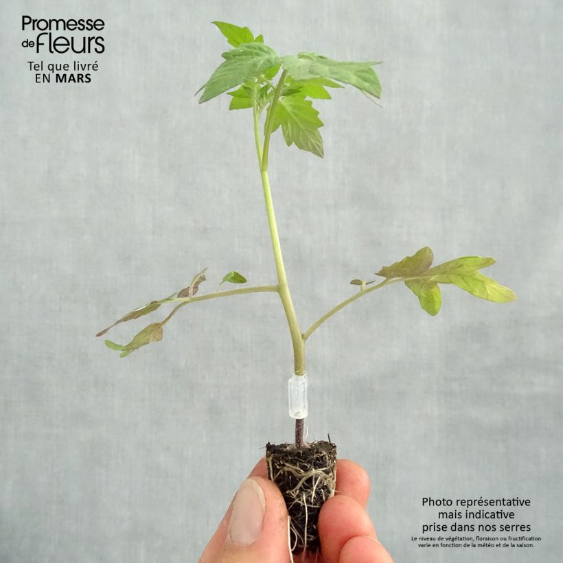 Tomate cherri Apero F1 - BIO minicepellón: Ø 1,5/2,5 cm Ejemplar entregado en la primavera