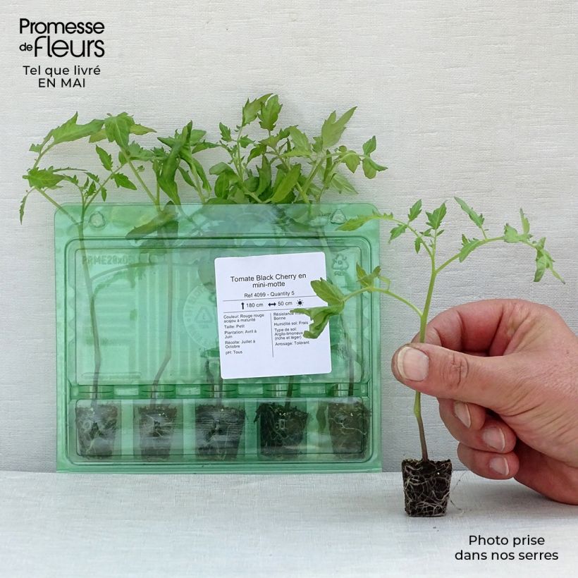 Tomate Black Cherry (plantas) minicepellón: Ø 3/4 cm Ejemplar entregado en la primavera