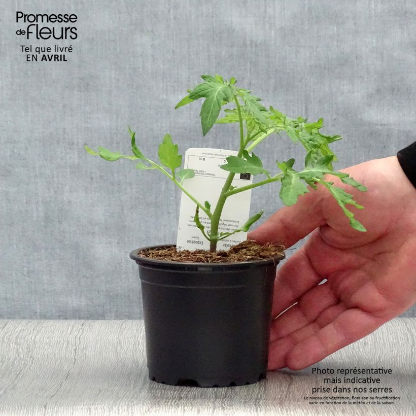 Tomate Black Cherry (plantas) Maceta de 10 cm/11 cm Ejemplar entregado en la primavera