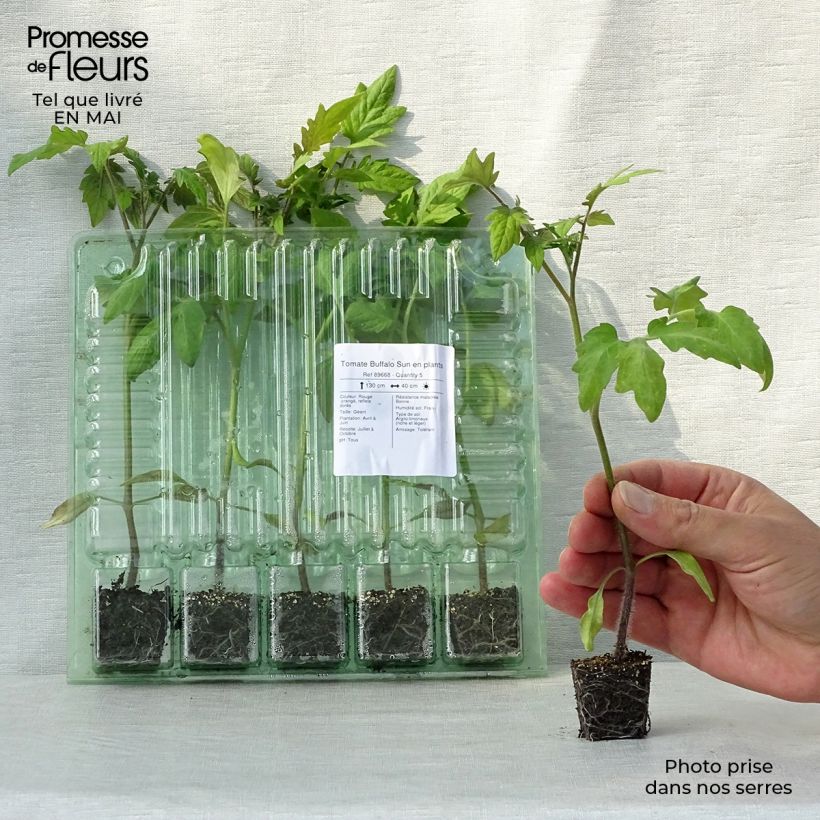 Tomate Buffalo Sun minicepellón: Ø 3/4 cm Ejemplar entregado en la primavera