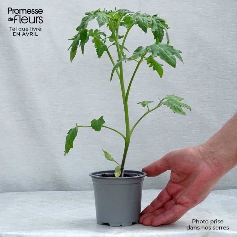 Tomate Buffalo Sun Maceta de 10 cm/11 cm Ejemplar entregado en la primavera