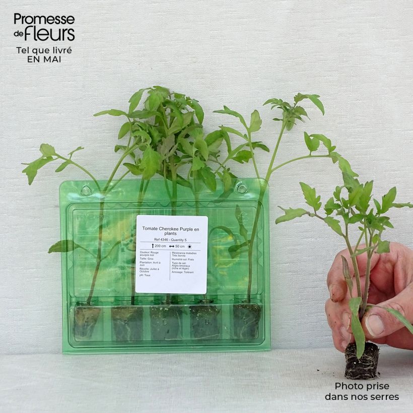 Tomate Cherokee Purple minicepellón: Ø 3/4 cm Ejemplar entregado en la primavera