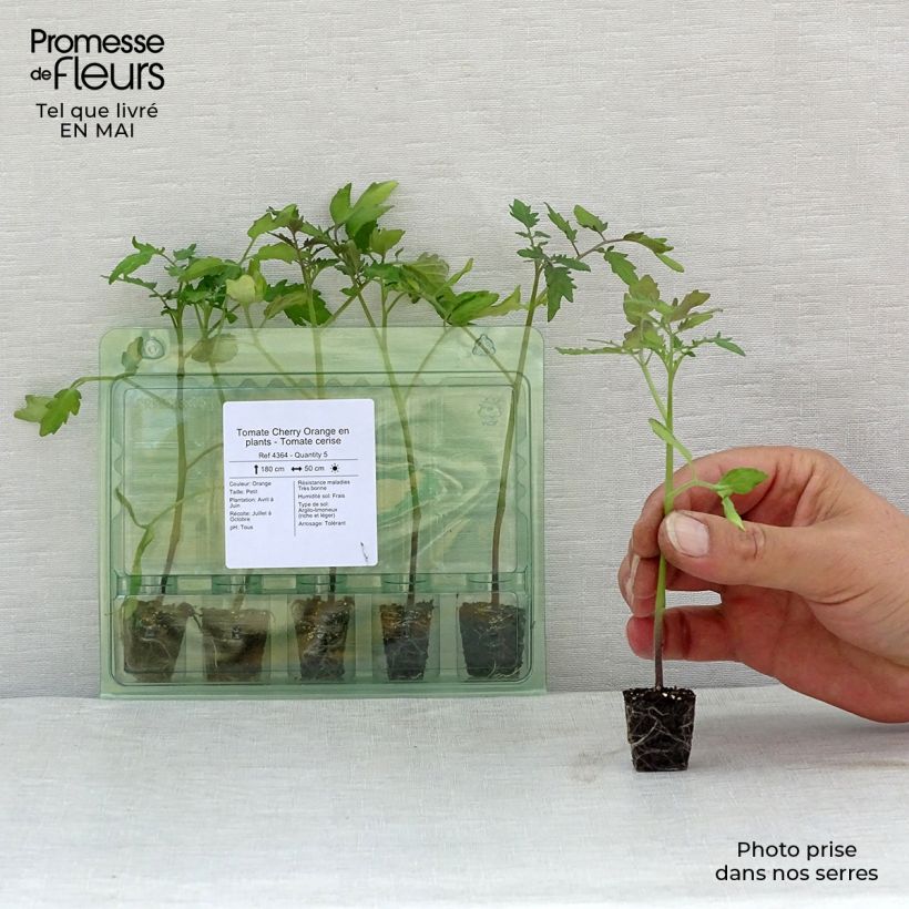 Tomate cherri Cherry Orange minicepellón: Ø 3/4 cm Ejemplar entregado en la primavera