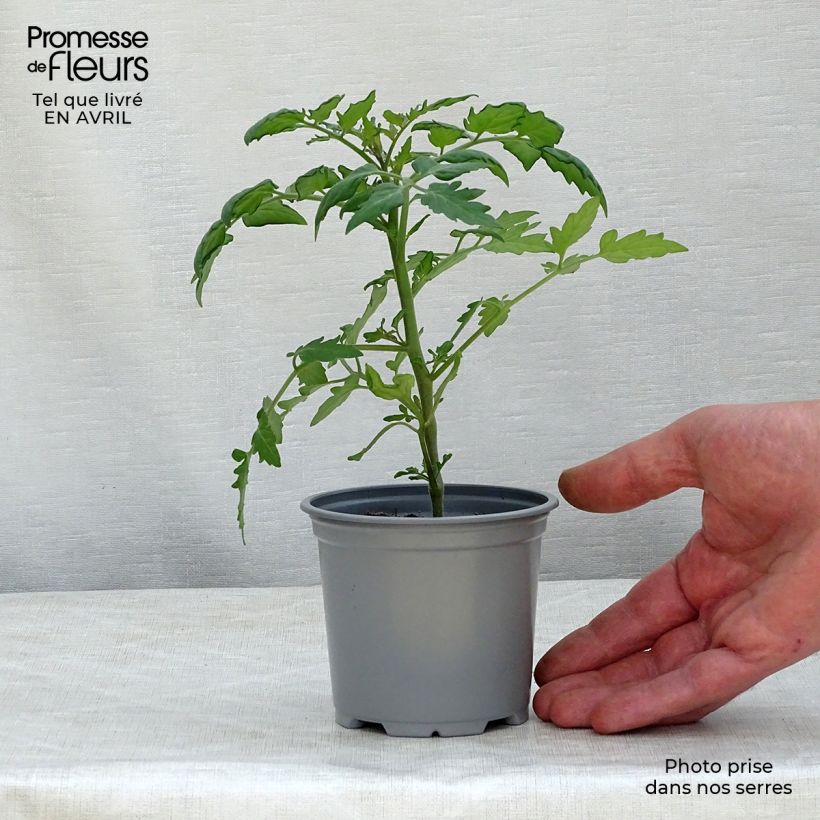 Tomate cherri Cherry Orange Maceta de 8/9 cm Ejemplar entregado en la primavera