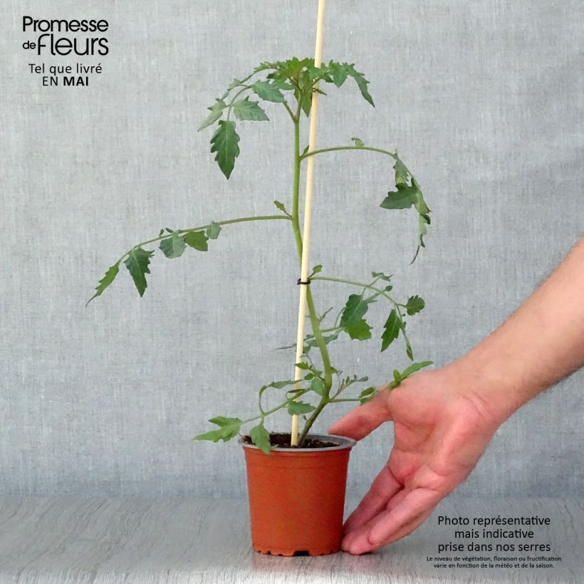 Tomate cherri Cherry Yellow Maceta de 8/9 cm Ejemplar entregado en la primavera