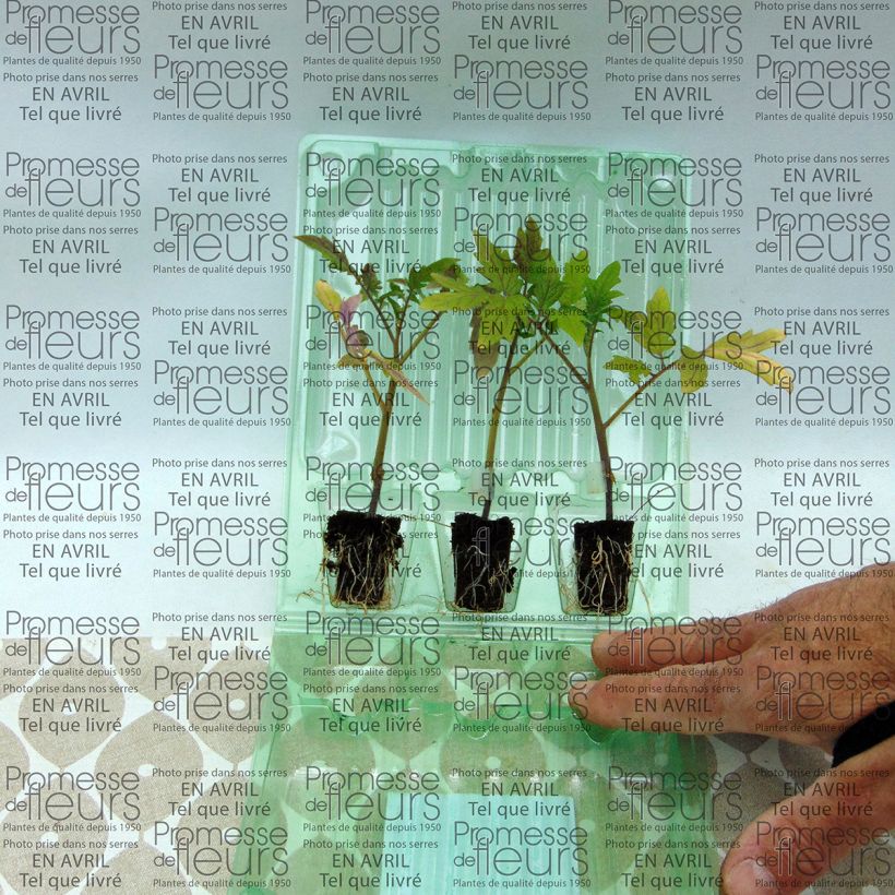 Ejemplo de ejemplar de Tomate Cobra F1 (Plantas de tomate injertadas) minicepellón: Ø 3/4 cm tal y como se entrega