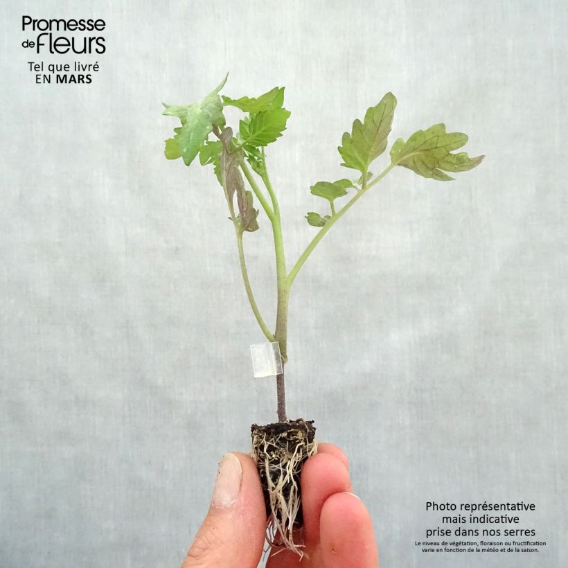 Tomate Cookie F1 - BIO minicepellón: Ø 1,5/2,5 cm Ejemplar entregado en la primavera
