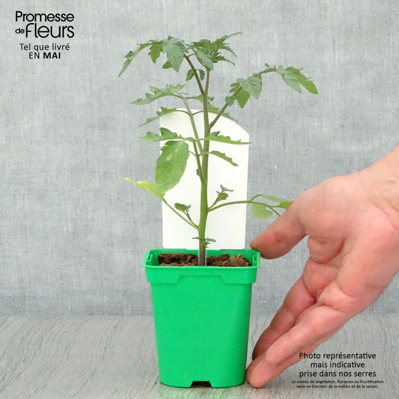 Tomate Cookie F1 Mix Maceta de 10 cm/11 cm Ejemplar entregado en la primavera
